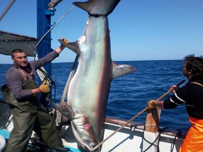 «Σούπερ» ψαριά με τρίμετρο καρχαρία