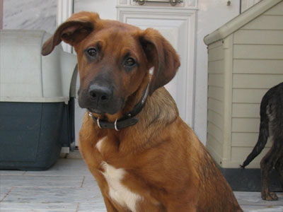 Ο Ράμπο ψάχνει σπίτι…