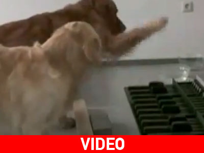 Τετράποδα παίζουν «το βαλς του Πουσέν»