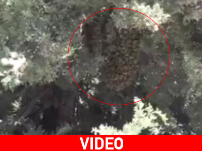 Ξαφνική εμφάνιση σμήνους μελισσών