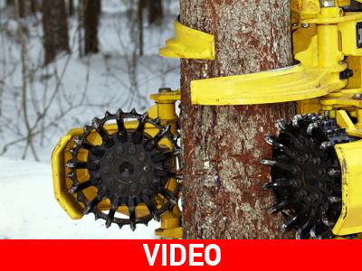 To τέρας που «τρώει» το δάσος