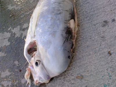 Άγνωστο ψάρι αλιεύτηκε στην Κρήτη