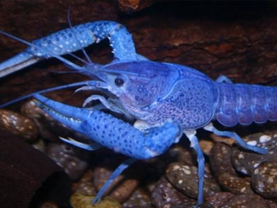 Ακριβή… ψαριά!