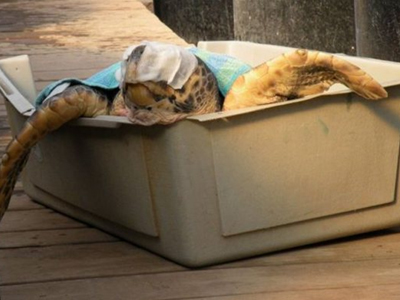 «Διακομιδή» τραυματισμένης χελώνας με… ΚΤΕΛ!