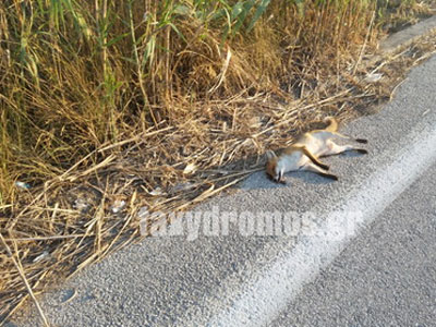 Νεκρή αλεπού στο οδόστρωμα