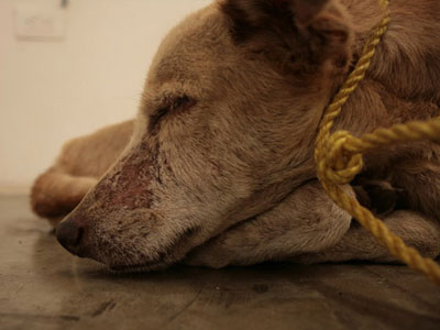 Νομοθετική πρωτοβουλία για αυστηροποίηση ποινών σχετικά με την κακοποίηση ζώων