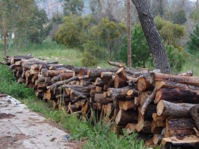 Οργιάζει η παράνομη υλοτομία στην Περιφέρεια