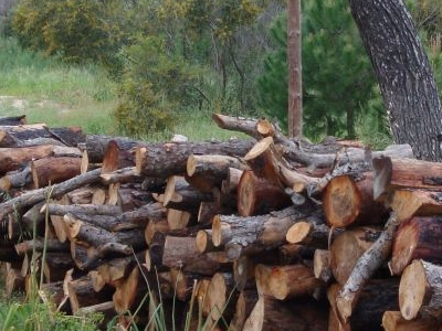 Όργιο λαθροϋλοτομίας στο Πήλιο