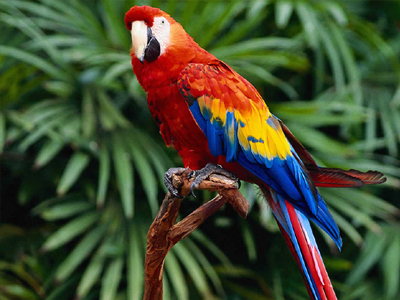 Το ’πε, το ’πε ο παπαγάλος