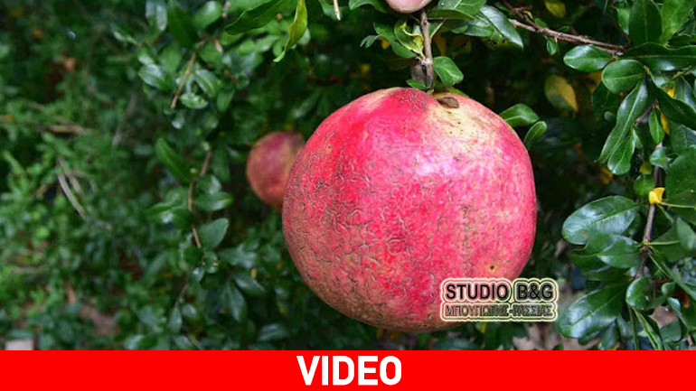 Ρόδι «γίγας» στο Ναύπλιο