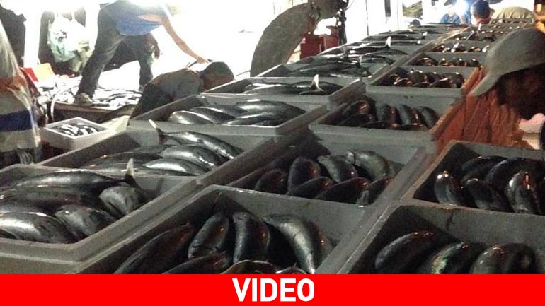 Η μεγαλύτερη ψαριά στο Ιόνιο