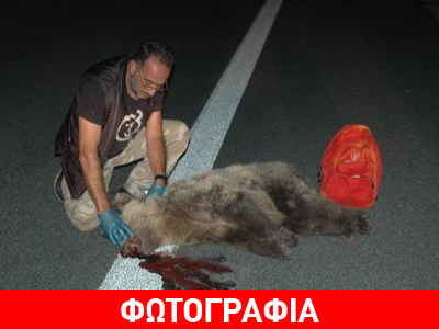 Νεαρή αρκούδα σκοτώθηκε στην Εγνατία Οδό