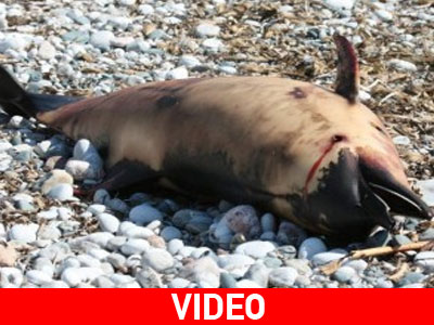 Νεκρό δελφίνι εκβράστηκε στη Ρόδο
