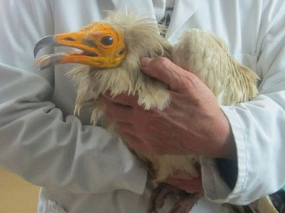 Απελευθέρωση σπάνιου γύπα στα Τρίκαλα