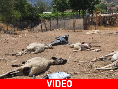 Αγέλη λύκων κατασπάραξε κοπάδι με πρόβατα