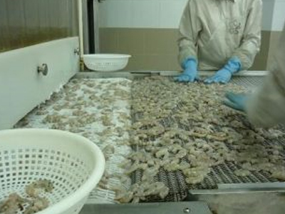 «Μπλόκο» σε 19 τόνους ακατάλληλων αλιευμάτων