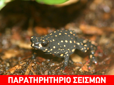 Οι βάτραχοι διαισθάνονται τους σεισμούς;