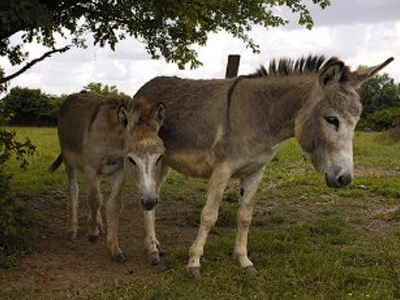 Των γομαριών τα… αμελέτητα