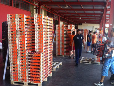 Αυξημένες οι ελληνικές εξαγωγές ροδάκινων