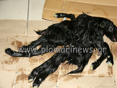 Κατσικάκι γεννήθηκε με οκτώ πόδια