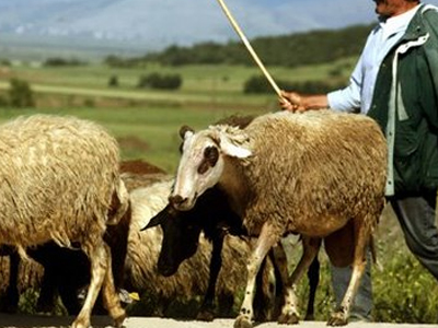 Ο μεγαλοοφειλέτης ήταν… κτηνοτρόφος!