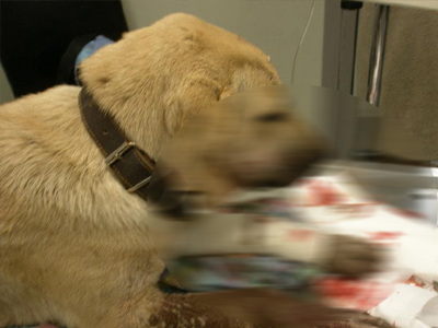 Καταδικάστηκε 55χρονος για βάναυση κακοποίηση σκυλιών