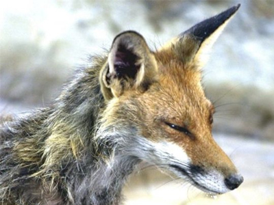 Κοζάνη: Λυσσασμένη αλεπού δάγκωσε σκύλο