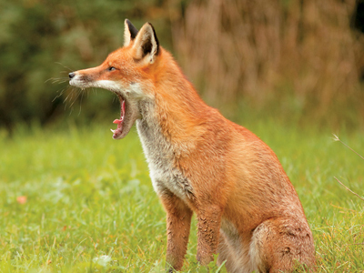 Προσοχή… λύσσα!