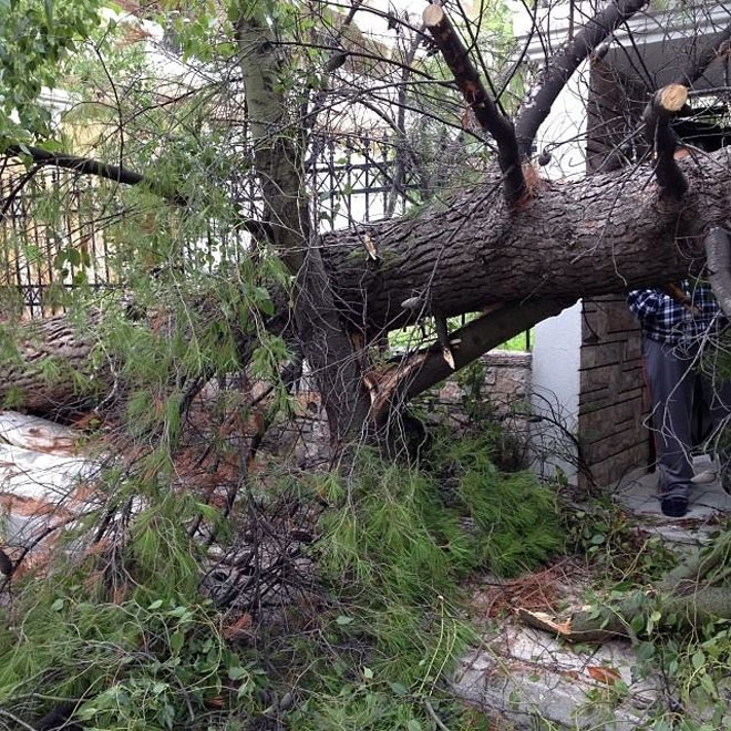 Ξεριζώθηκε δέντρο στο Μαρούσι