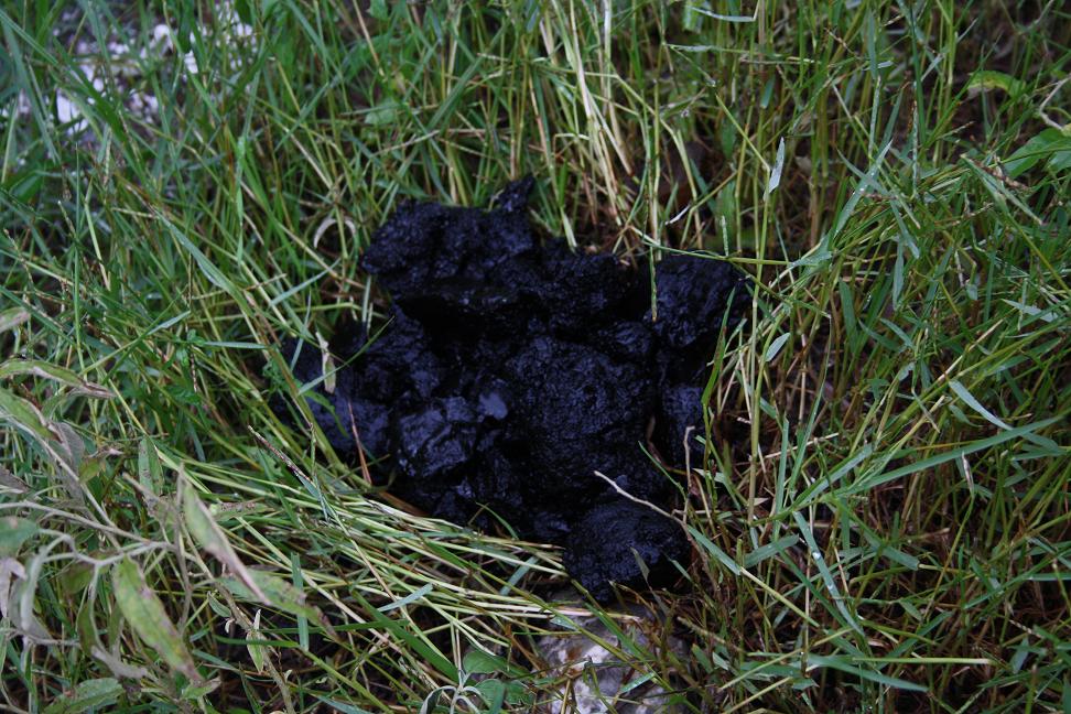 Πηγή φωτό: kalyvia.gr