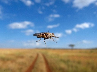 Aποκωδικοποίησαν το DNA της… μύγας