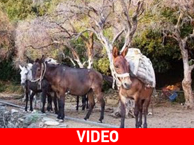 Μουλάρια στα… αζήτητα