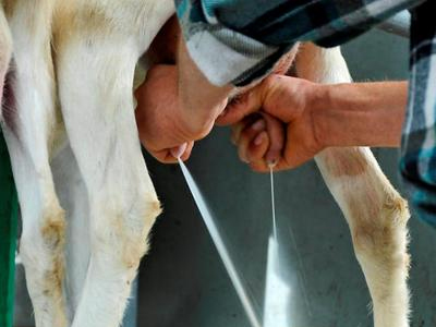 Άρμεγε τα πρόβατά του και τον συνέλαβε η ΟΠΚΕ