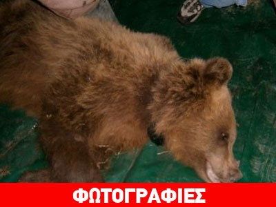 Αρκούδα σε εκτροφείο θηραμάτων στα Γρεβενά!