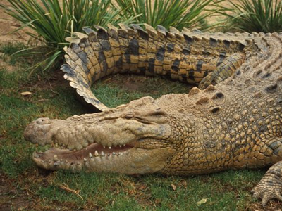 Κροκόδειλος «προβλέπει» τον νικητή των εκλογών