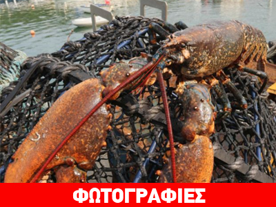 Στα δίχτυα ψαράδων αστακός-γίγας