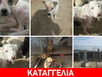 Aδιαφορία και εγκατάλειψη στο Κυνοκομείο Φλώρινας