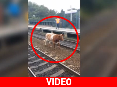 Η αγελάδα το ‘σκασε