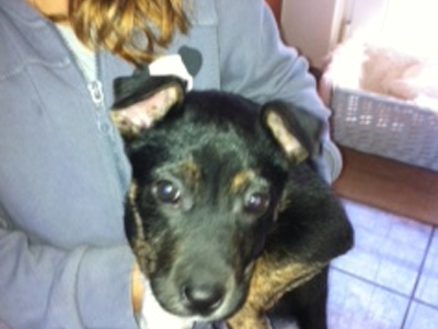 Κουταβάκι δίνεται για υιοθεσία