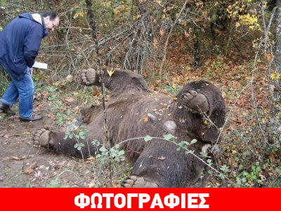 Νεκρή αρκούδα στην Καλαμπάκα