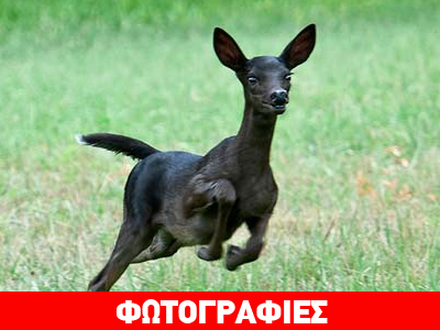 Σπάνιο… κατάμαυρο ελάφι!