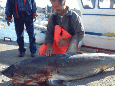 Σκυλόψαρο 4 μέτρων αλιεύτηκε στην Πάτμο