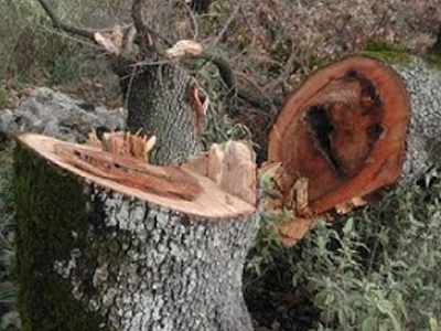 Αποψίλωσαν 5.000 στρέμματα δάσους στον Γράμμο