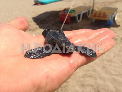 Ρόδος: Διάσωση νεογέννητης χελώνας