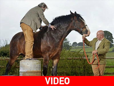 Το ψηλότερο άλογο της Ευρώπης