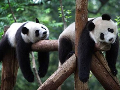 Εδιμβούργο: Απομονωμένα τα δυο γιγαντιαία Panda