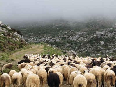 Σε «καραντίνα» η Ηλεία λόγω του πυρετού των προβάτων
