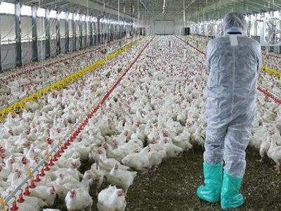 Συναγερμός για κοτόπουλα πτηνοτροφείου στο Κορωπί