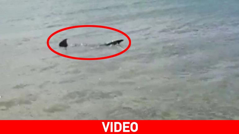 Καρχαρίας σουλάτσαρε πολύ κοντά σε… παραλία!