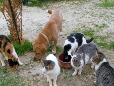 Φιλοξενούν 35 κατοικίδια στο ίδιο σπίτι